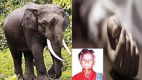 யானை தாக்கி விவசாயி உயிரிழப்பு