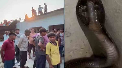 உத்தரப் பிரதேசத்தில் வீட்டிற்குள் புகுந்த நாகப்பாம்பு மீட்பு.