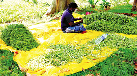 தட்டாங்காய் விளைச்சல் அதிகரிப்பு; விவசாயிகள் மகிழ்ச்சி