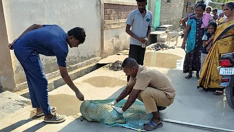தூத்துக்குடி மாநகரில் ஒரே மாதத்தில் 1,405 நாய்களுக்கு வெறிநோய் தடுப்பூசி