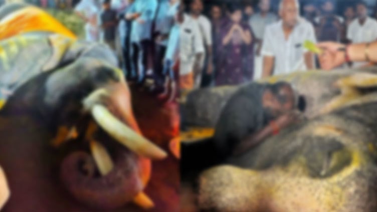 கேரளாவில் கோவில் யானை மீது மின்னல் தாக்கி உயிரிழப்பு