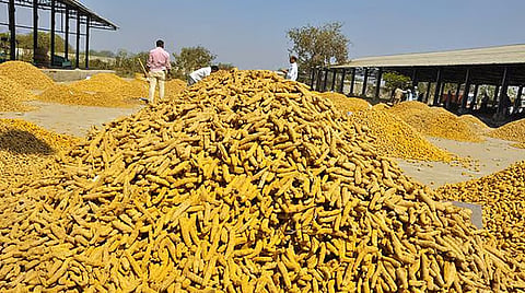 ஈரோட்டில் மஞ்சள் விலை அதிகரிப்பு... 1 மாதத்தில் ரூ.1,600 உயர்வு