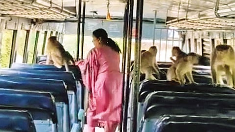 நாங்களும் சீட் போட தான் வந்திருக்கிறோம்... பேருந்துக்குள் புகுந்து பயணிகளை துரத்திய குரங்குகள்..!
