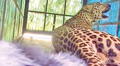ஈரோடு: 2 மாதங்களாக அட்டகாசம் செய்த சிறுத்தை கூண்டில் சிக்கியது