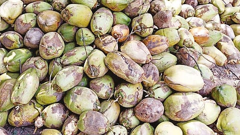 திருச்சி: தேங்காய் விலை வீழ்ச்சியால் விவசாயிகள் கவலை