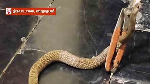 திருவாடானை அம்மன் கோவில் கருவறைக்குள் புகுந்த நல்ல பாம்பு! 