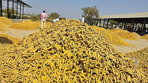 மஞ்சள் விலை உயர்வு: ஒரு குவிண்டால் ரூ.20 ஆயிரத்தை நெருங்கியதால் விவசாயிகள் மகிழ்ச்சி