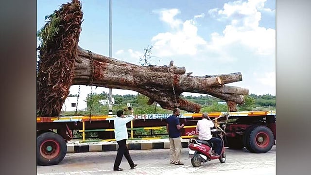 சாலை விரிவாக்க பணிக்காக அகற்றப்பட்டவை: 210 கி.மீ. பயணித்து மீண்டும் உயிர்பெற்ற 7 மரங்கள்
