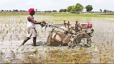 தண்ணீர் இன்றி கருகியதால் நெற்பயிர்களை டிராக்டர் ஏற்றி அழித்த விவசாயிகள்