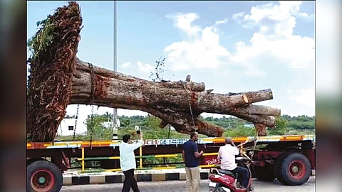 சாலை விரிவாக்க பணிக்காக அகற்றப்பட இருந்த மரங்களை 210 கி.மீ. பயணிக்க வைத்து மீண்டும் உயிர் கொடுத்த சமூக ஆர்வலர்