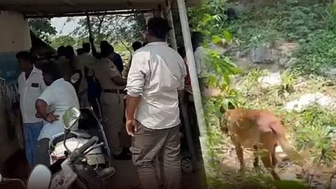 செஞ்சி அருகே பெற்றோருடன் தூங்கிய 7 வயது சிறுமி மாயம்: போலீசார் தீவிர தேடுதல் வேட்டை.