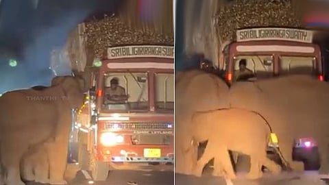 சத்தியமங்கலம்: குட்டிகளுடன் கரும்பு லாரியை சுற்றிவளைத்த யானைக் கூட்டம்! 