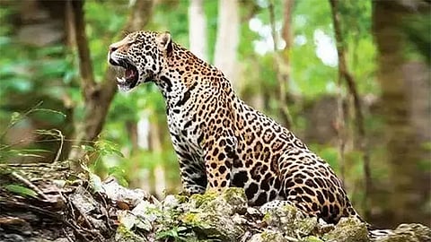 உத்தர பிரதேசத்தில் சிறுத்தை தாக்கி 7 வயது சிறுவன், சிறுமி உயிரிழப்பு 