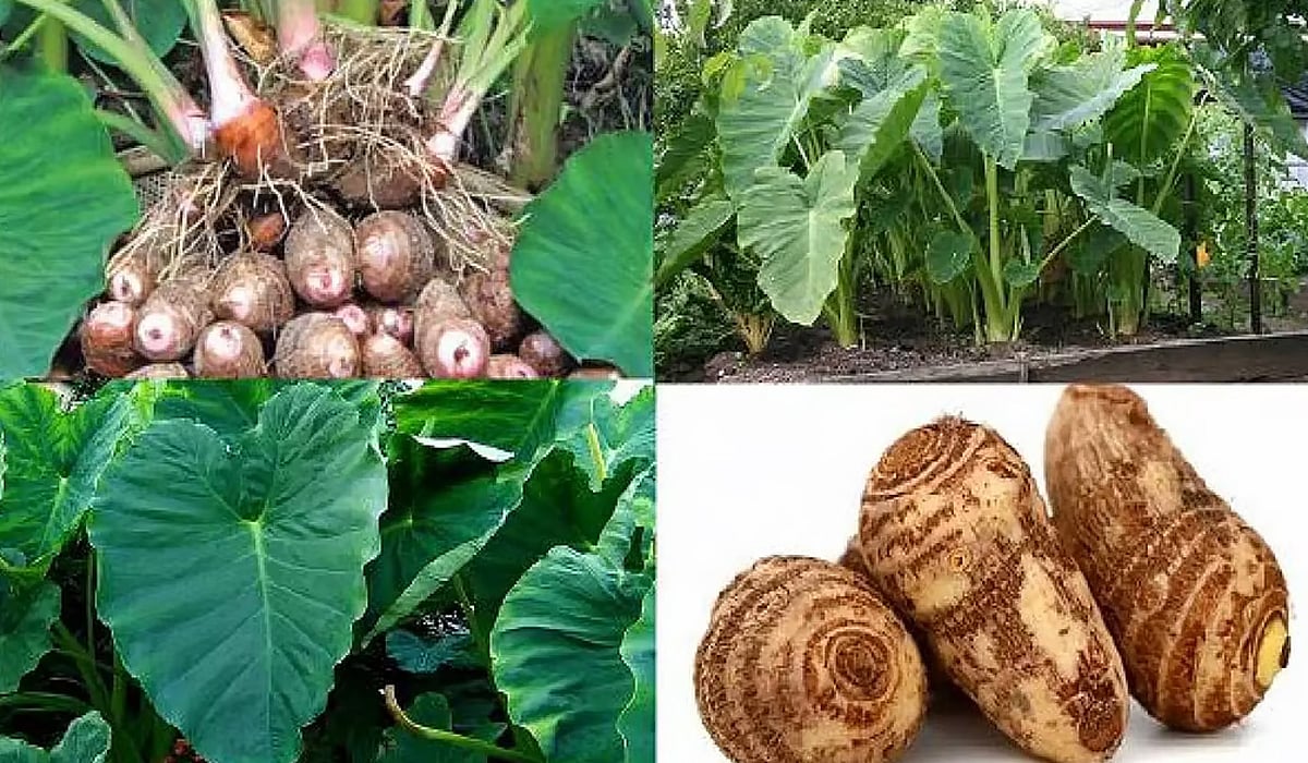 சேப்பங்கிழங்கு இலையின் ஆரோக்கிய நன்மைகள்!