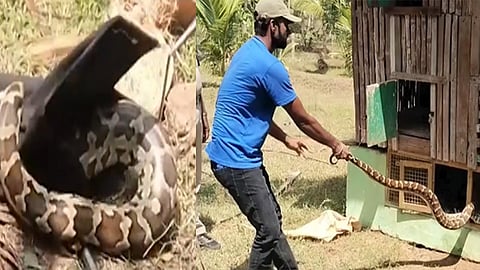 5 chicken eat snake