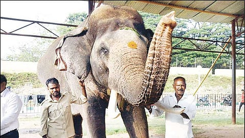 மைசூரு தசரா விழாவில் 750 கிலோ தங்க அம்பாரியை சுமக்கும் 54 வயது ‘பிரசாந்தா’ யானை