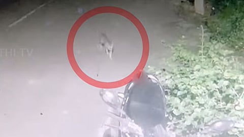 tiger roaming