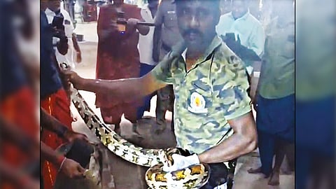 குற்றாலம் கோவிலுக்குள் பதுங்கிய மலைப்பாம்பு - பக்தர்கள் அதிர்ச்சி