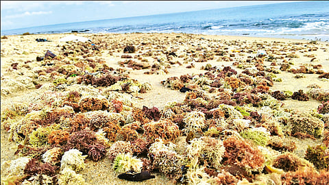 ராமநாதபுரம் அருகே கரை ஒதுங்கிய கடல் பஞ்சுகள் - எல் நினோ தாக்கம் காரணமா?
