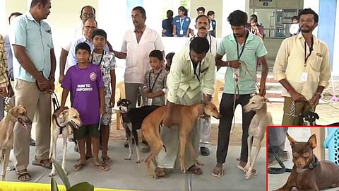 திருப்பூரில் நாய் கண்காட்சி