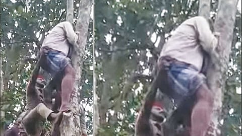 காட்டு பன்றியிடம் இருந்து தப்பிக்க மரத்தில் ஏறிய ஆசிரியர் - இறங்க முடியாமல் தவித்தவரை தீயணைப்பு வீரர்கள் மீட்டனர்