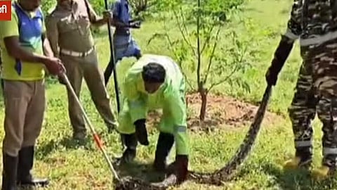 வனத்துறையினர் மலைப்பாம்பை பிடித்தனர்