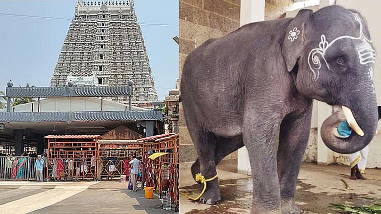 திருவண்ணாமலை அருணாசலேஸ்வரர் கோவிலில் குட்டி யானை நமச்சிவாயம் பார்த்து பக்தர்கள் மகிழ்ச்சி