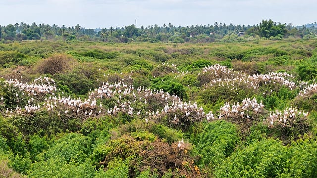 மழை இல்லாமல் வறண்ட வேடந்தாங்கல்... உணவின்றித் தவிக்கும் பறவைகள்!