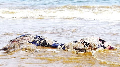 தூத்துக்குடி துறைமுக கடற்கரையில் அழுகிய நிலையில் கரை ஒதுங்கிய டால்பின்!