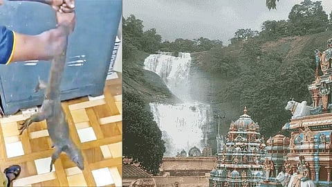 குற்றாலநாதர் கோவில் அலுவலகத்தில் புகுந்த உடும்பு!