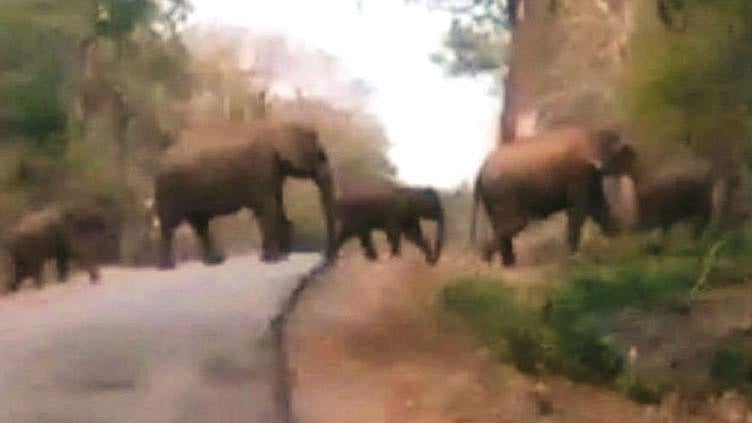 பாபநாசம் மலைச்சாலையில் குட்டிகளுடன் உலா வந்த யானை கூட்டம்!