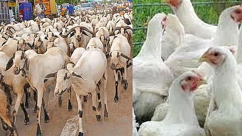 தமிழகம் முழுவதும் ஆட்டுக்கறி, கோழிக்கறி விலை உயர்வு; அசைவ பிரியர்கள் அதிர்ச்சி