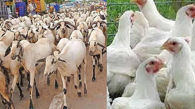 தமிழகம் முழுவதும் ஆட்டுக்கறி, கோழிக்கறி விலை உயர்வு; அசைவ பிரியர்கள் அதிர்ச்சி