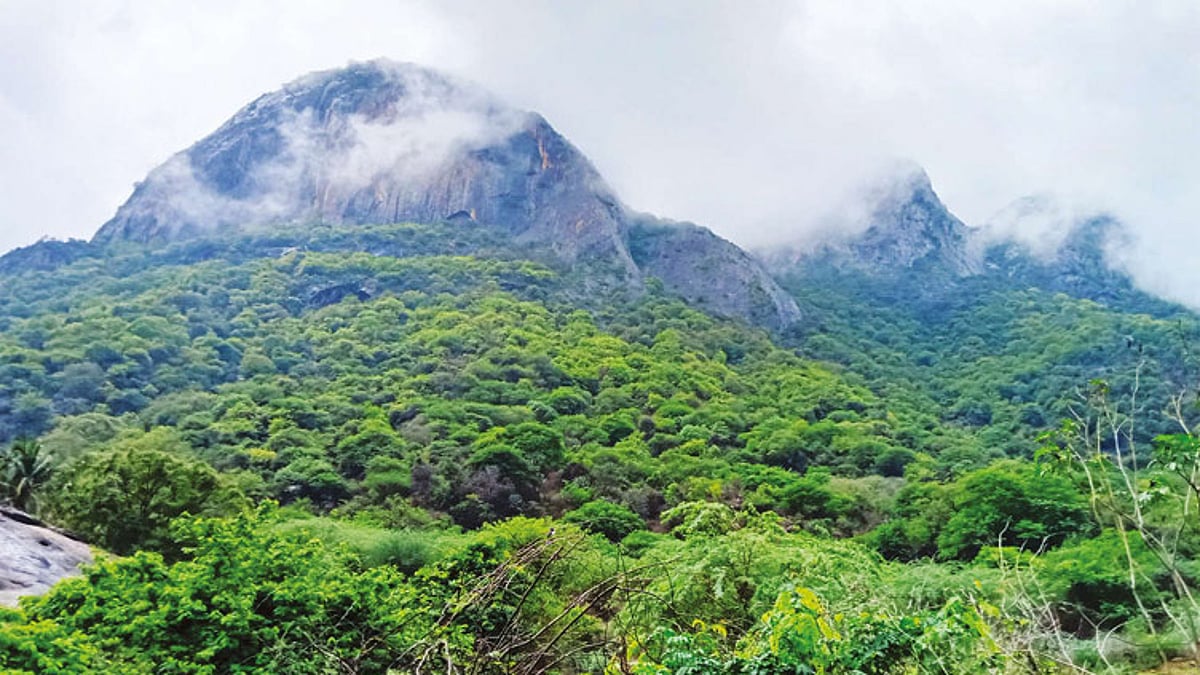 தொடர் மழையால் பசுமைக்கு திரும்பிய உடுமலை வனப்பகுதி!