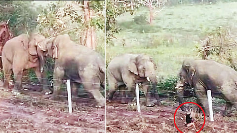காட்டு யானைகள் இடையே பயங்கர மோதல் - தெருநாய் விலக்கிவிட்ட ருசிகரம்
