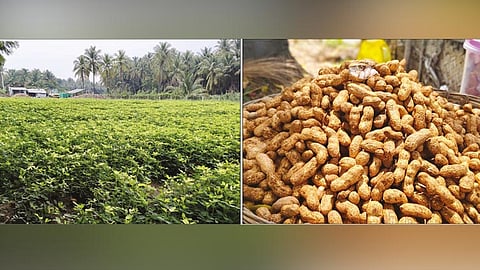 கொழுமம் பகுதியில் உள்ள ஒரு தோட்டத்தில் பயிரிடப்பட்டுள்ள நிலக்கடலை.  விற்பனைக்காக வைக்கப்பட்டுள்ள நிலக்கடலை. 