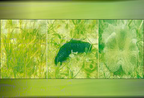 காரங்காடு கடல் பகுதியில் அரிய வகை தாவரங்கள், உயிரினங்கள்