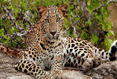 பெத்தான்பிள்ளை குடியிருப்பில் சிறுத்தை அட்டகாசம்