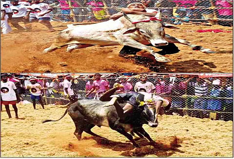 எழுமலை அருகே ஜல்லிக்கட்டில் சீறிப்பாய்ந்த காளைகள்