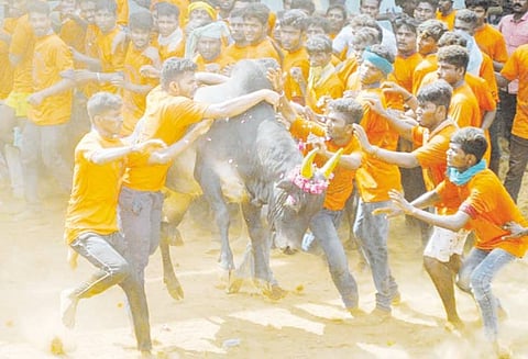 கோட்டைக்காடு, மூத்தனாக்குறிச்சியில் ஜல்லிக்கட்டு 1,130 காளைகள் சீறிப்பாய்ந்தன