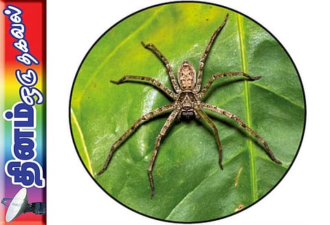 தினம் ஒரு தகவல் : பூச்சிக் கொல்லியால் வீரியம் பெற்ற பூச்சிகள்