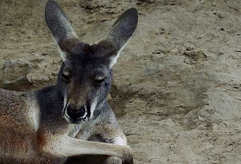 என்னடா மனிதர்கள்? குதித்து ஓடாத கங்காருவை அடித்து கொன்ற பார்வையாளர்கள்