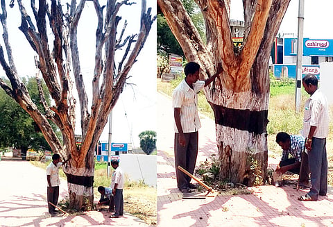 கிரிவலப்பாதையில் பட்டு போன மரங்களின் அடியில் உள்ள மண் சேகரிப்பு