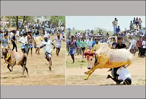 கண்டரமாணிக்கம் மஞ்சுவிரட்டு; 350 காளைகள் சீறிப்பாய்ந்தன மாடு முட்டி 2 பேர் பலி