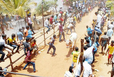 அணைக்கட்டு அருகே காளைவிடும் விழாவில் மாடுகள் முட்டியதில் 11 பேர் காயம்