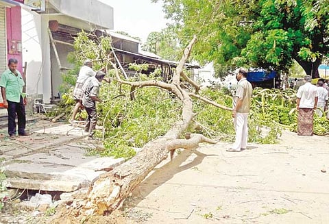 பேராவூரணி பகுதியில் பலத்த காற்று; 13 மரங்கள் சாய்ந்தன 46 மின்கம்பங்கள் சேதம்