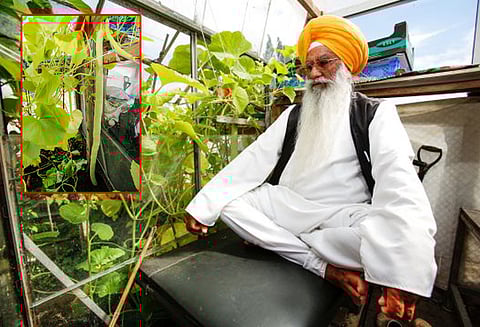 பிரார்த்தனையின் பலனால் வளர்ந்த உலகின் மிக நீள வெள்ளரிக்காய்