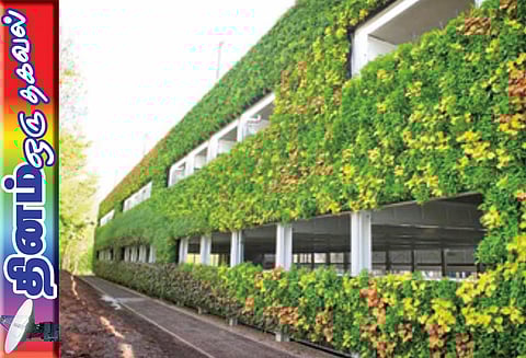 தினம் ஒரு தகவல் : பசுமைச் சுவர் தாவரங்கள்