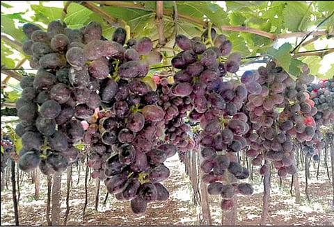 விதையில்லா கருப்பு திராட்சை விளைச்சல் அதிகரிப்பு