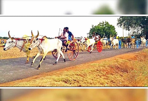 ஓட்டப்பிடாரம் அருகே மாட்டு வண்டி போட்டி